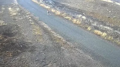 Elazığ'da kurt mezraya indi