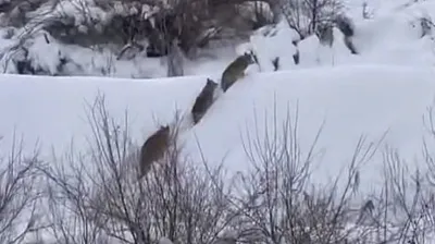 Elazığ'da kurt sürüsü görüldü