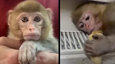 Elazığ'da 'makak maymunu' yakalandı