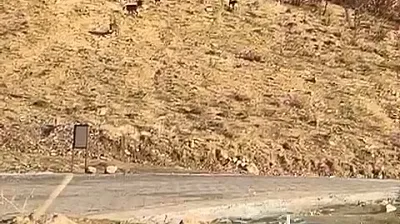 Elazığ'da dağ keçileri görüldü