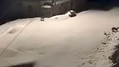 Elazığ'da vaşak ailesi görüldü