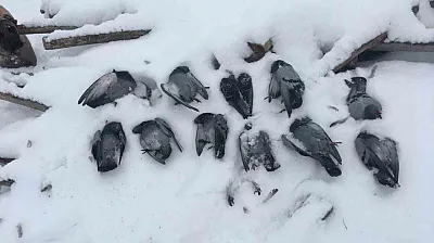 Onlarca güvercin donarak telef oldu