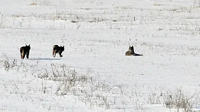 Elazığ'da vaşak ailesi görüntülendi
