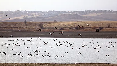 Cip Baraj Gölü binlerce göçmen kuşu ağırlıyor