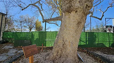 Harput'un asırlık çınarı yıllara meydan okuyor