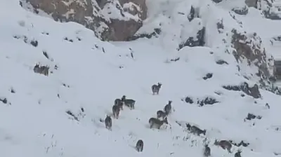 Palu'da dağ keçileri görüntülendi