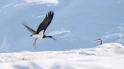 Kış ortasında Elazığ'da görüldü