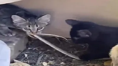 Kedilerin yılanla oynaması kamerada