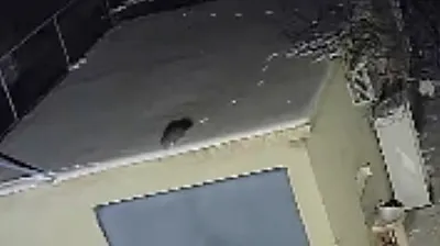 Nesli tehlike altındaki sansar kamerada