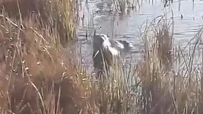 Nesli tükenme tehlikesindeki su samuru görüntülendi