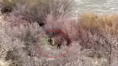 Palu'da anne ayı ve yavrusu görüntülendi