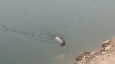 Dağ keçisi yüzerken görüldü