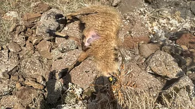 Sürüden ayrılan koyunları kurt kaptı