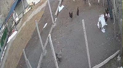 Tilkinin tavuk avı kamerada