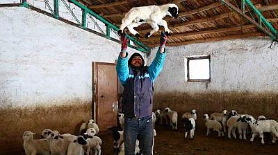 Soğuk hava kuzu doğumlarını artırdı
