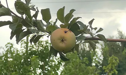 Elazığ'da 10 dönüm bahçede tek elma