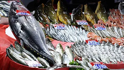 85 kiloluk orkinos tezgaha indi