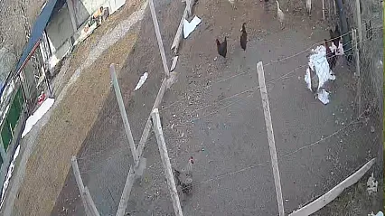 Tilkinin tavuk avı kamerada