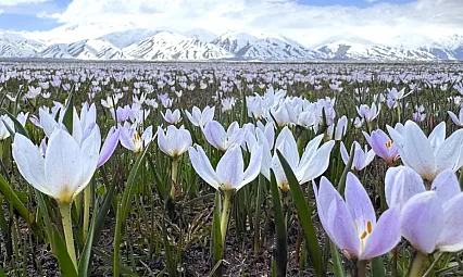 Yüksekova'da çiçek açan çiğdemler doğaya renk kattı