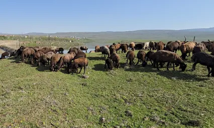 Elazığ'a bahar geldi, koyun sürüleri otlağa indi