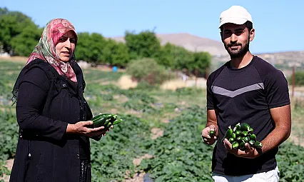 Elazığ'da hal fiyatına organik salatalık