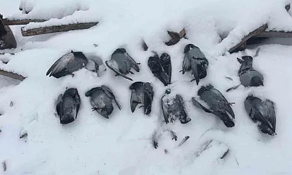 Onlarca güvercin donarak telef oldu