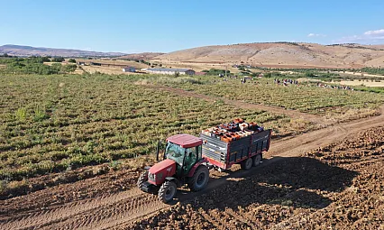 Elazığ'ın kurutulmuş domatesi dünya sofralarında
