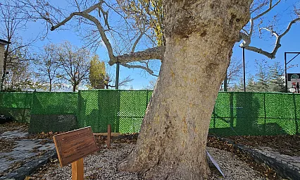 Harput'un asırlık çınarı yıllara meydan okuyor