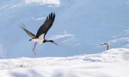 Kış ortasında Elazığ'da görüldü
