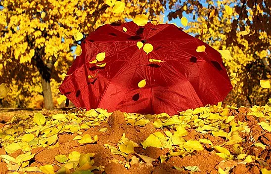 Altın yaprakların muhteşem görsel şöleni