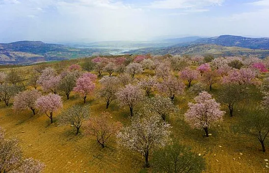 Badem bahçeleri görsel şölen yarattı