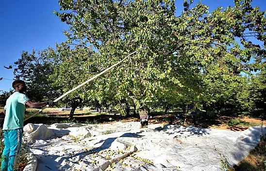 Baskil'de 40 bin ton hasat hedefiyle kayısı toplanıyor