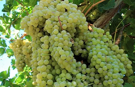 Elazığ'da 14. Bağ Bozumu ve Orcik Festivali