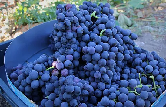 Elazığ'da üzüm hasadı başladı