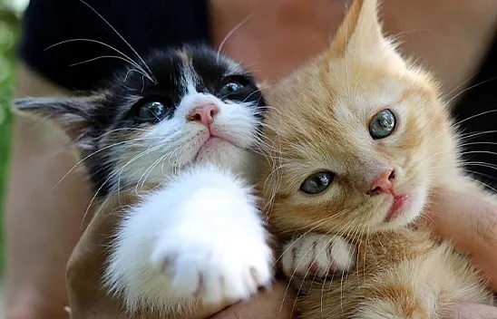 Emekli öğretmenden sahipsiz hayvanlara vefa