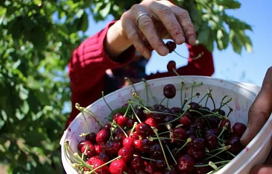 Erkenci Kirazlarda hasat başladı