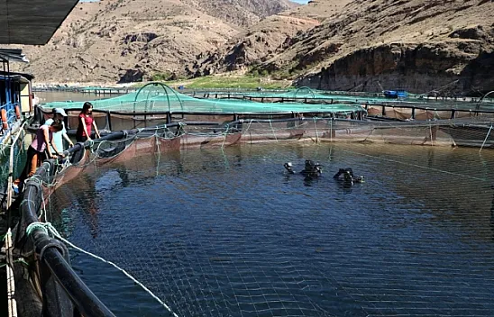 Elazığ'dan Avrupa ve Japonya'ya balık ihracatı