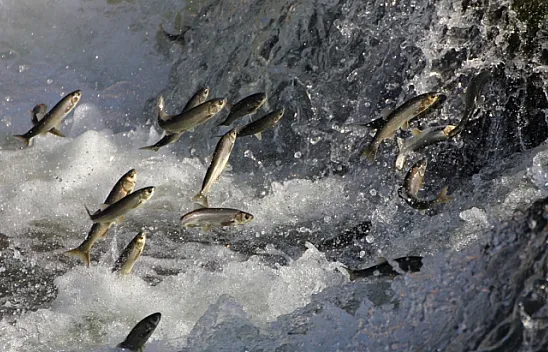 İnci kefalinin 'akıntıya karşı dansı' büyülüyor