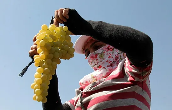 Elazığ'da en 'hoş üzüm' hasadı