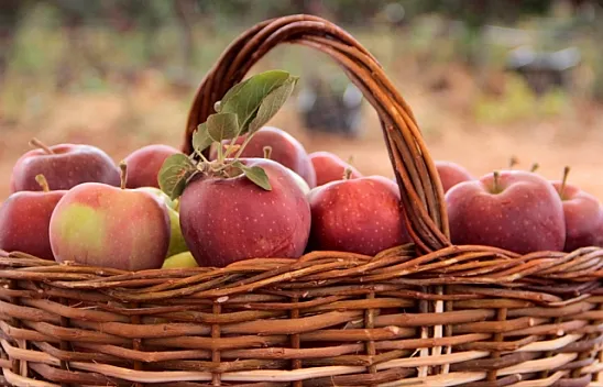 İtalyanların 'scarlet' elmasını Elazığ'da üretiyor