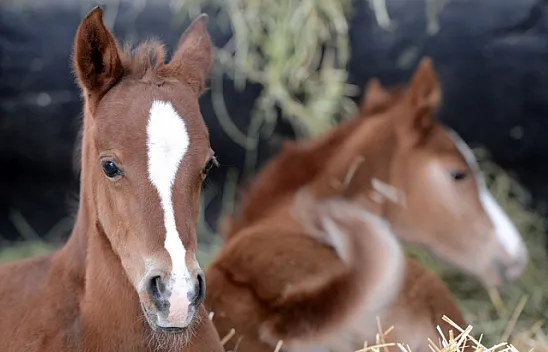 Şampiyon atların yetiştirildiği Sultansuyu'nda tay heyecanı