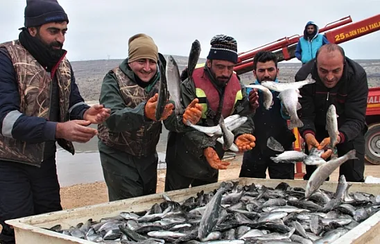 İtalya, Almanya, Hollanda ve Rusya'nın balığı Elazığ'dan