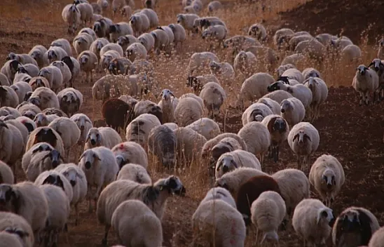 Kışlak için zorlu ve engebeli arazileri aşıyorlar