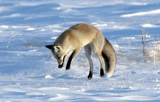 Kurnaz tilkinin avlanma anı