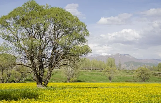 Düğün çiçekleri doğayı sarıya bürüdü