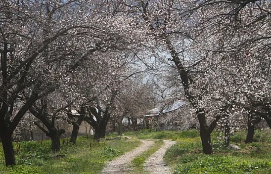 Kayısı ağaçları 'gelinliğini' giydi