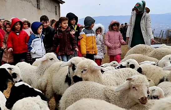 'Ana kuzuları' süt koşusuna tanıklık ediyor