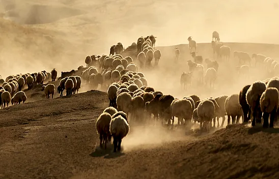 Hayvan sürüleri Nemrut Dağı eteklerinde besleniyor
