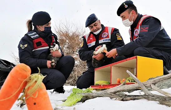 Jandarma, Tavşan Adası'nın uzun kulaklı sakinlerini unutmadı