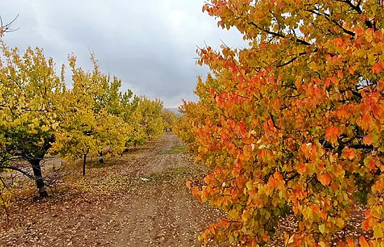 Kayısı bahçeleri sonbahar renklerine büründü